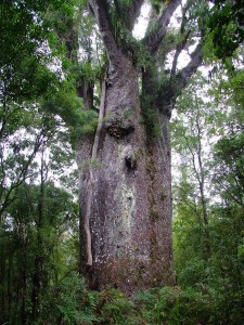 Kauri Tree