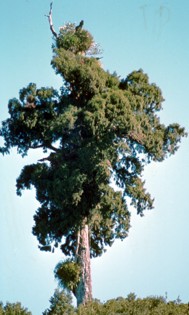 Rimu Tree