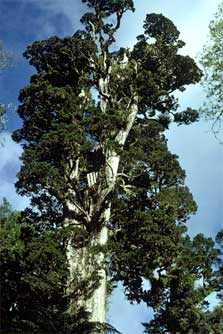 Totara Tree